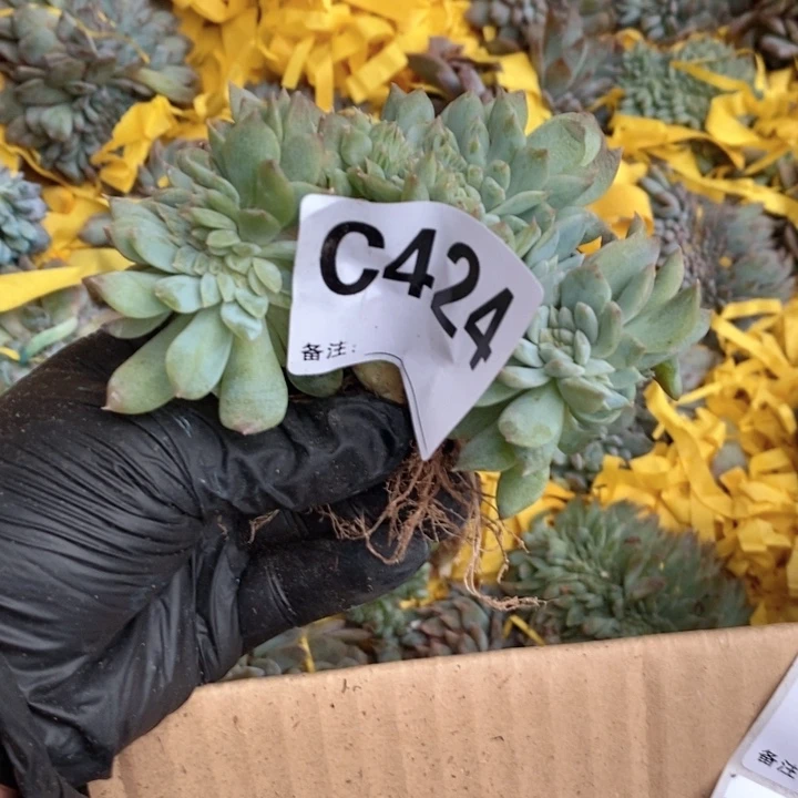 424冰魄缀哇哇哇哇也