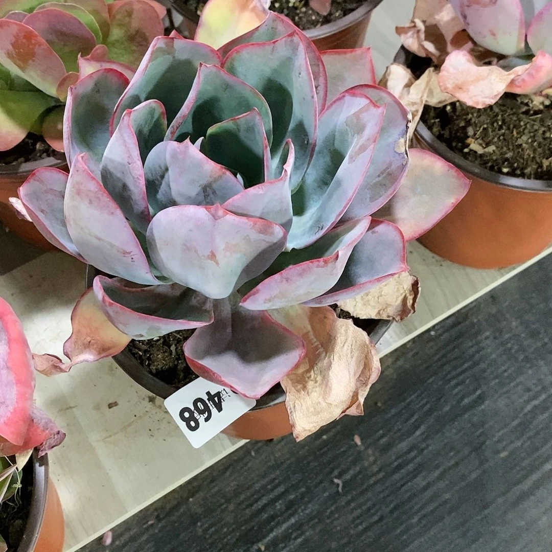 清**香468肯尼迪多肉植物