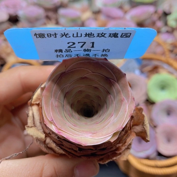 山地玫瑰271裸根发货不售后