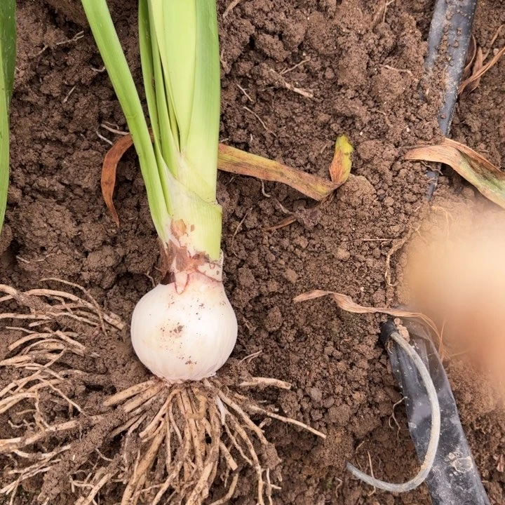 无花朵咔*兔淘淘包对版2729