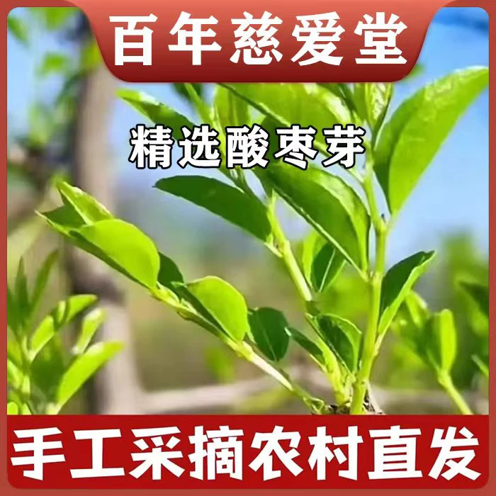 2025新茶酸枣叶茶酸枣芽茶正宗初春炒制酸枣仁茶嫩芽品质