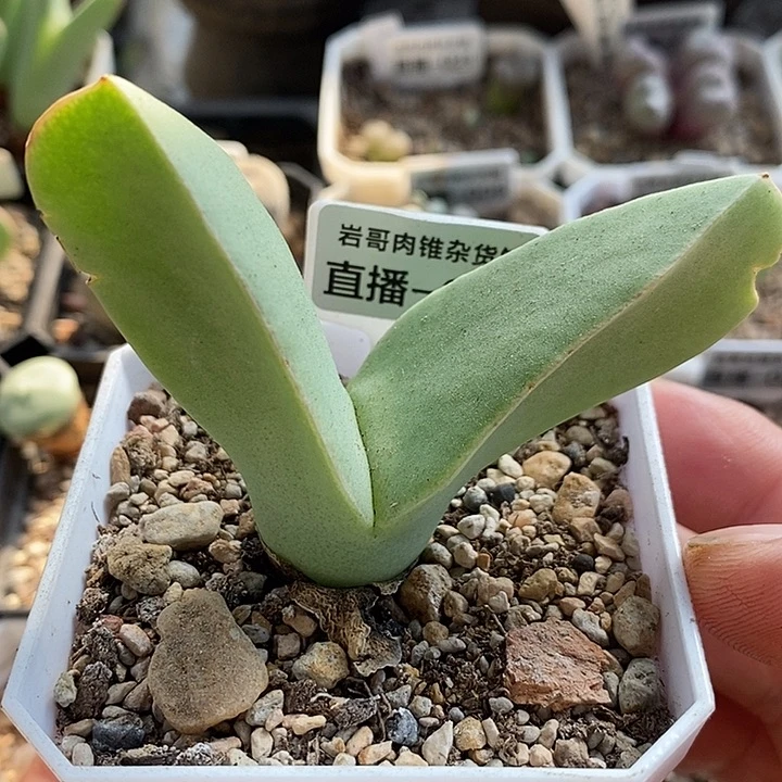 梅萨种源大型肉锥一