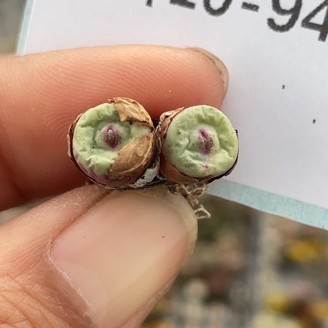 10-94嘴多肉植物肉锥