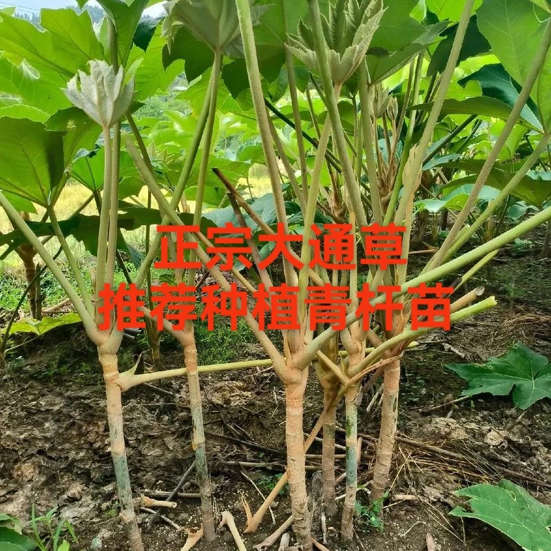 正宗大通草大青杆种植种苗