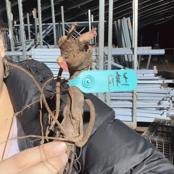 卖***子当前无花栽培后可以开花王朝