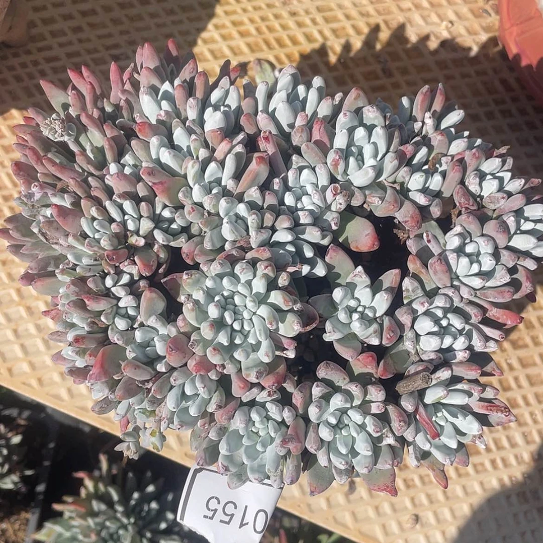 【闪购商品】贝拉60155缀化