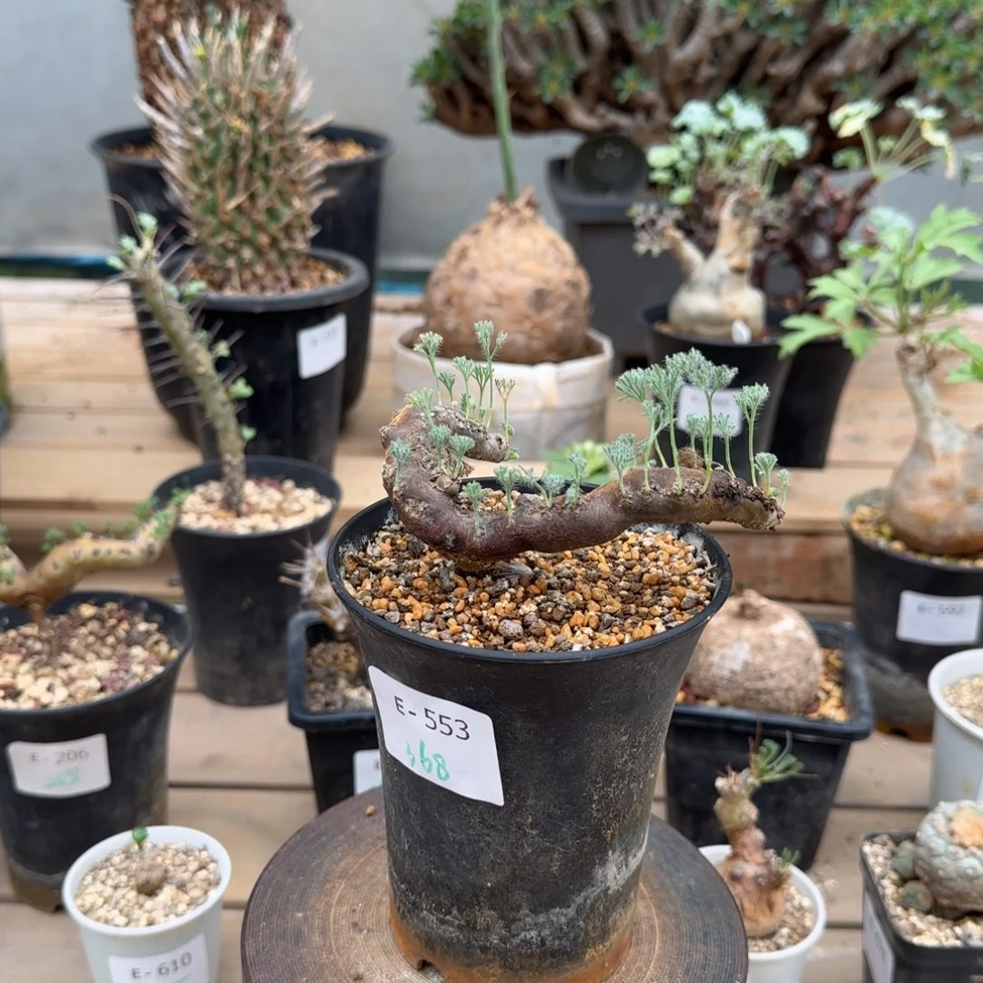 553粉花黑皮月界块根植物