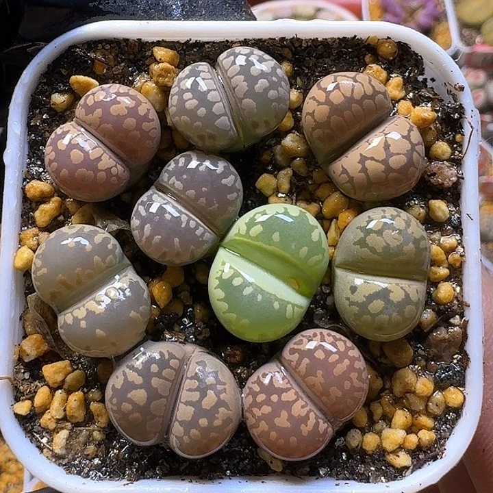 生石花1111222。  122