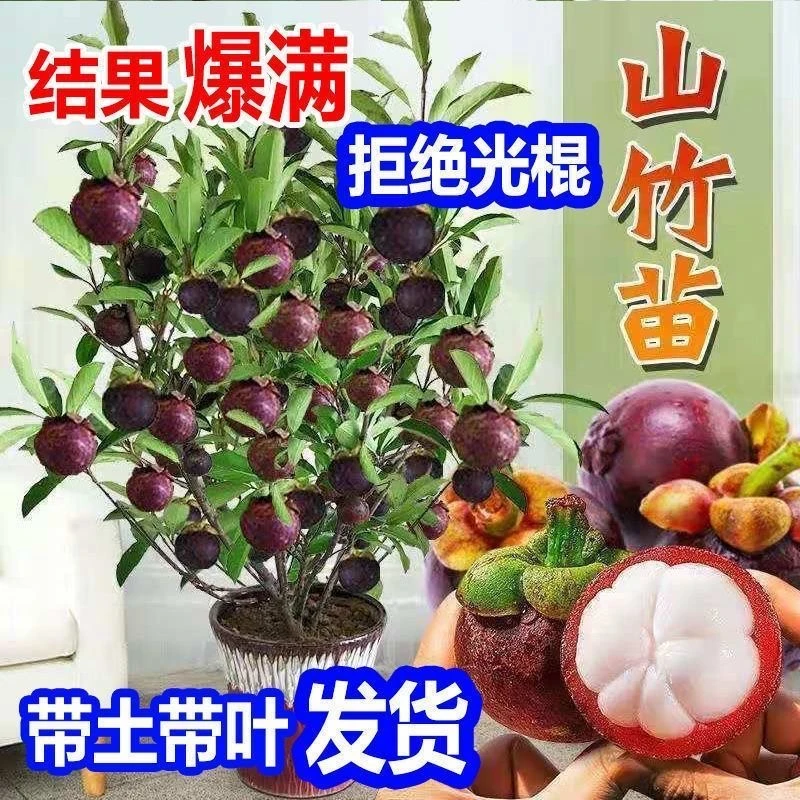 qq原盆原土带枝带叶无籽山竹果树果苗南方北方种植四季盆栽地栽