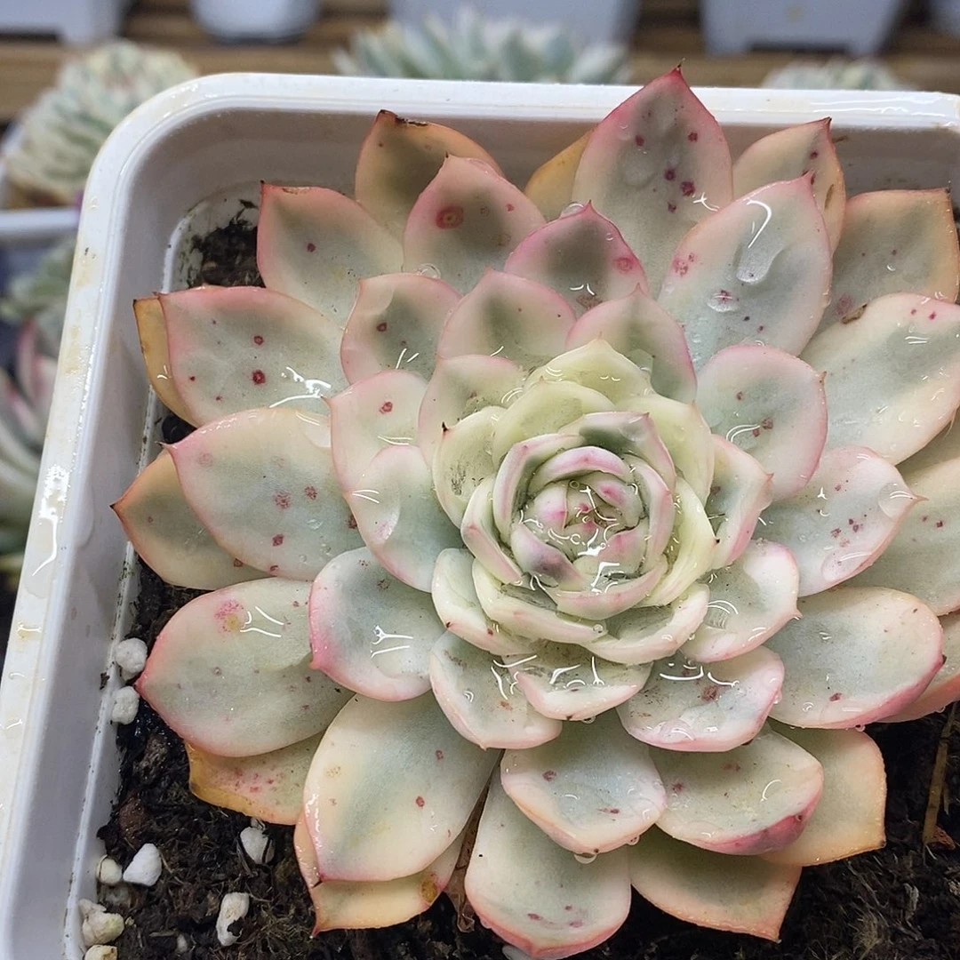 29207 大粉水晶覆轮锦