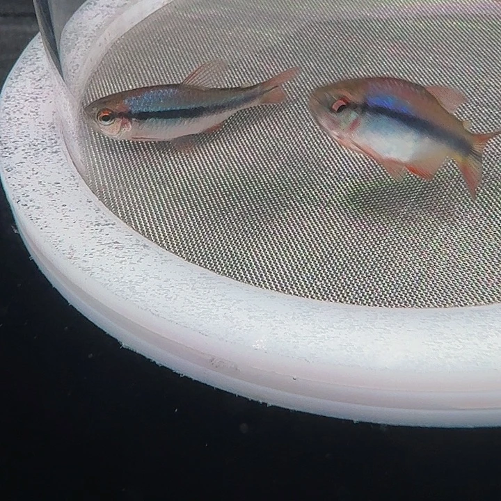 李***胖灯科鱼C12-25 皇室青魔鬼3cm左右 2条