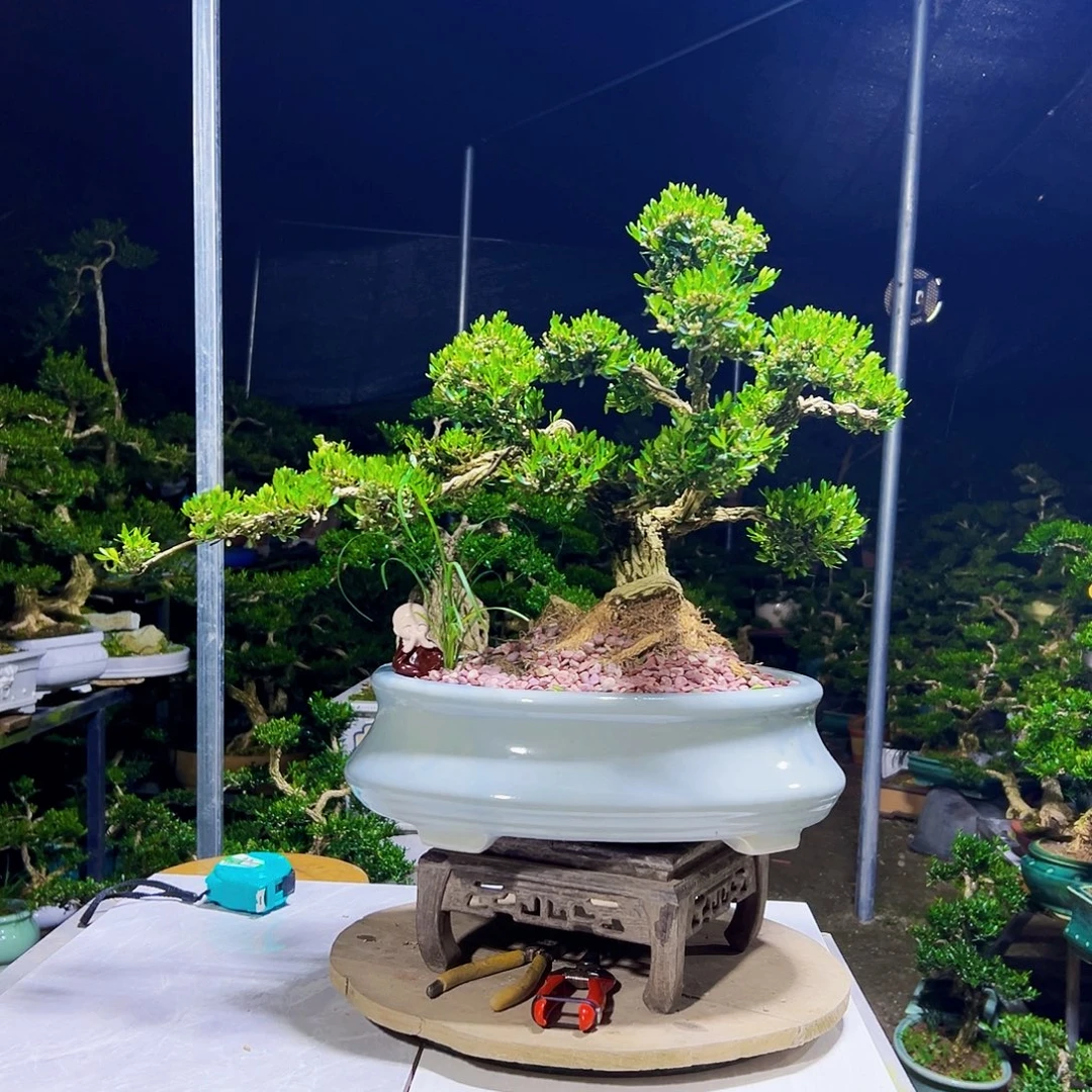 甄***隐无花朵黄杨木