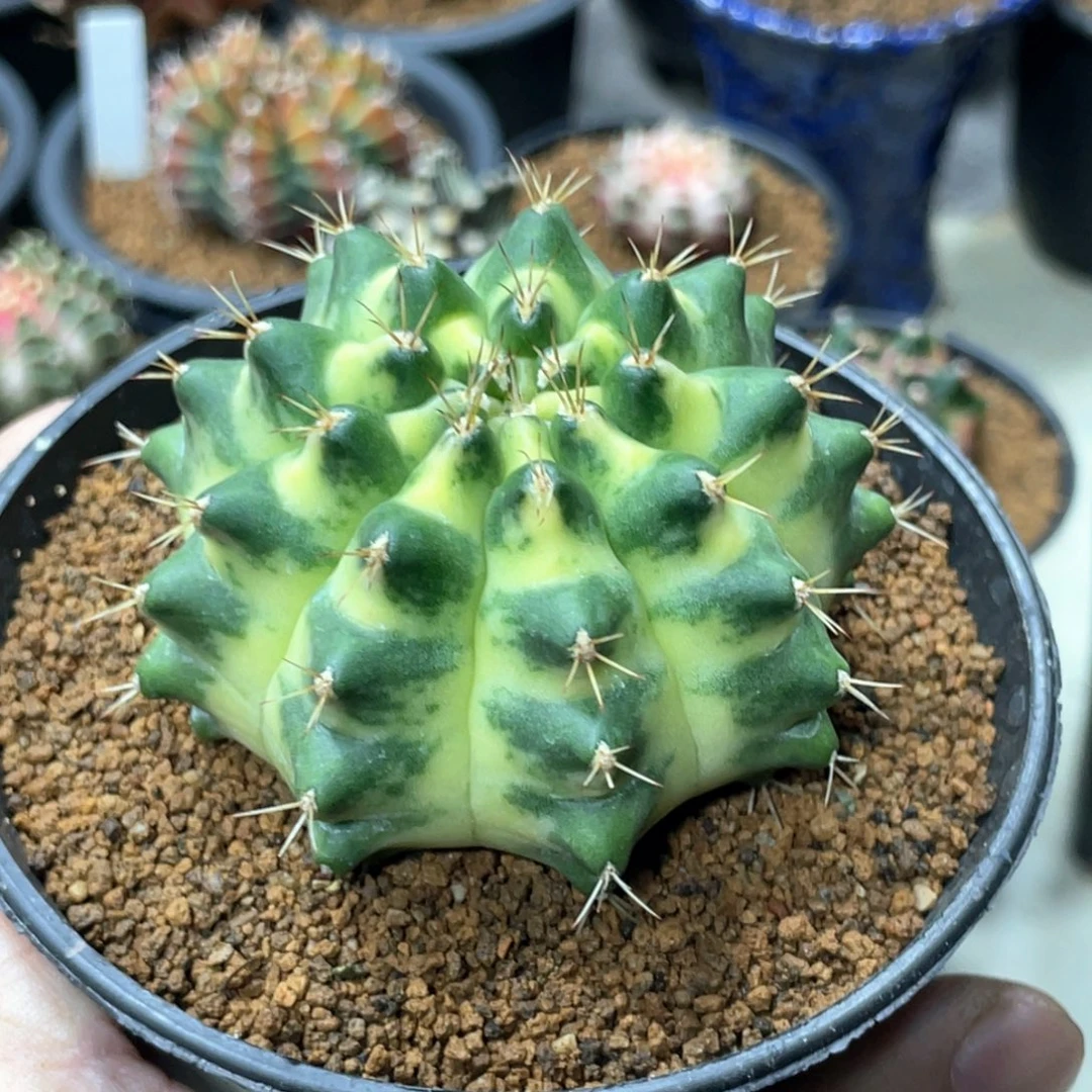 当前无花朵，栽培后可花朵月亮皇冠