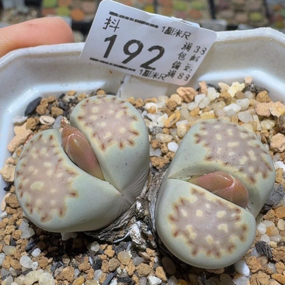 Ssss精品生石花192