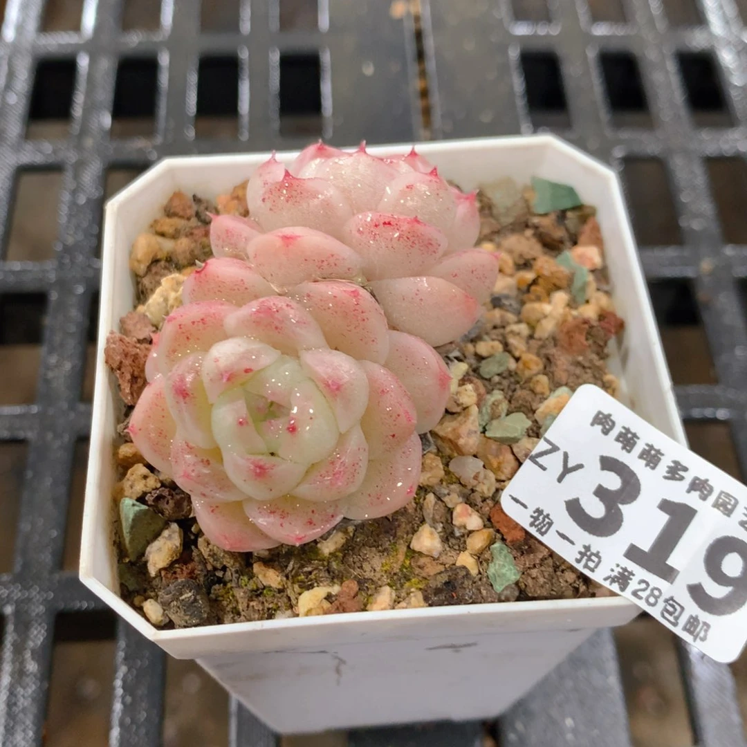 肉萌萌拇指盆精控多肉ZY319