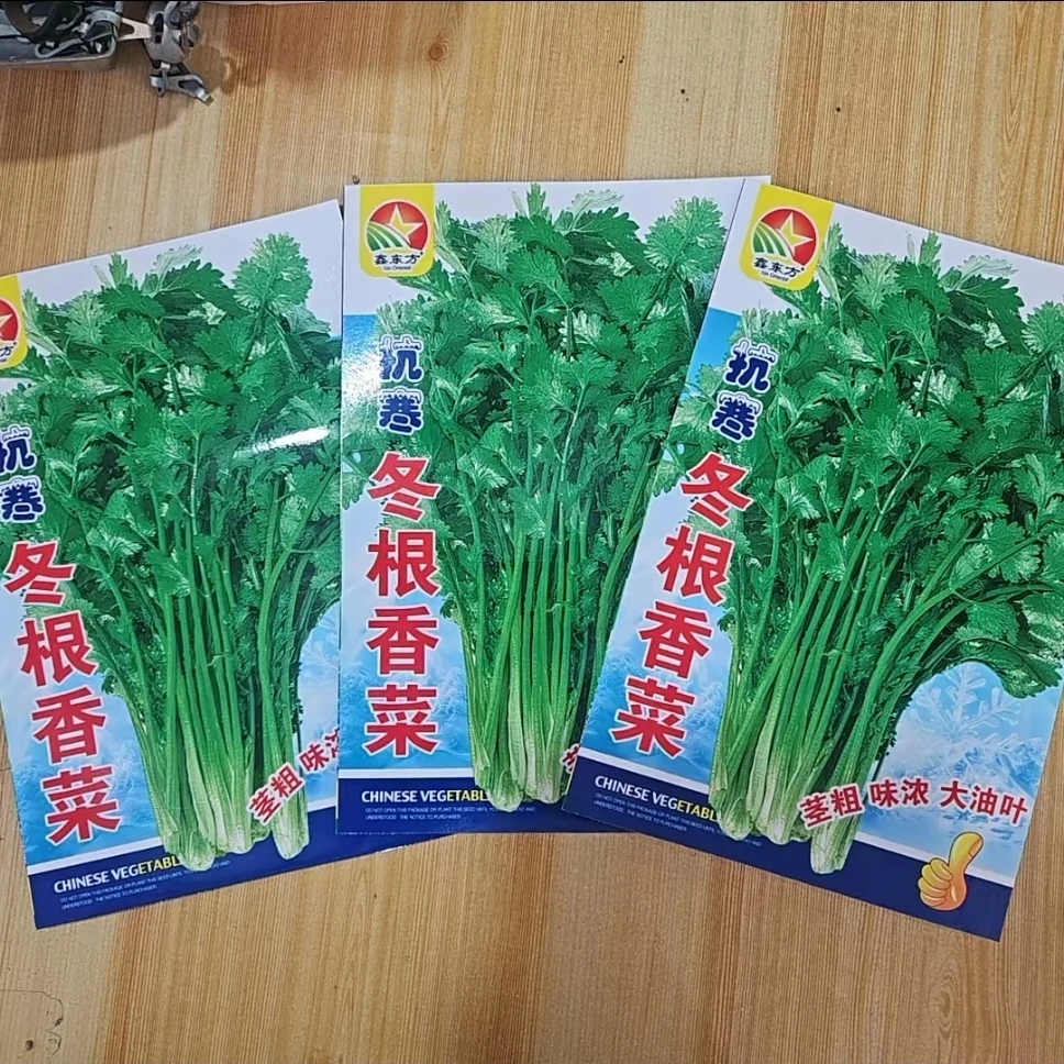 抗寒冬根香菜种子