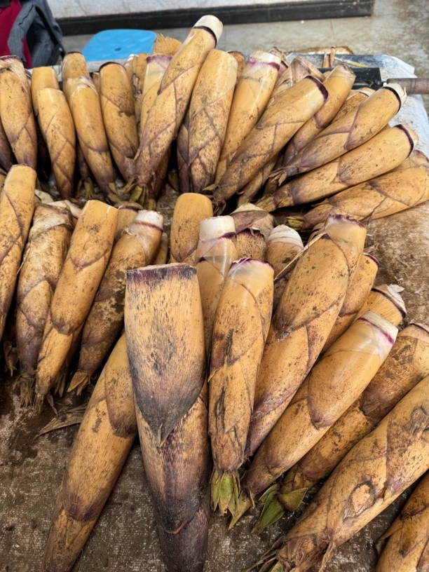 云南绿春苦竹笋  和韭菜炒吃或者和哈尼豆鼓炒吃