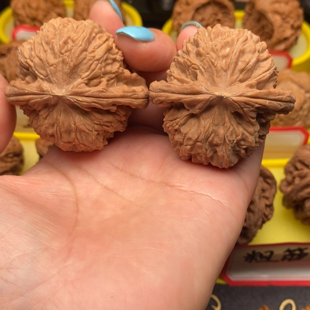 逍***遥菩提籽类白狮子子