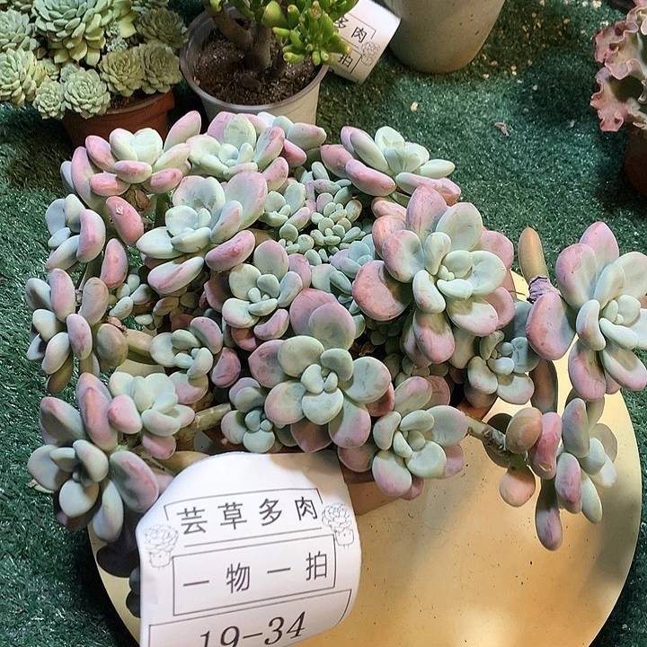 大冠幅红洛神  一物一拍19-34