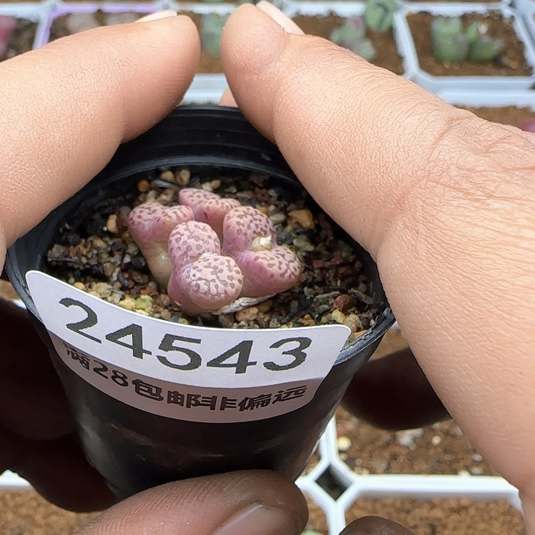 呼*鹿脱土年后发货24543