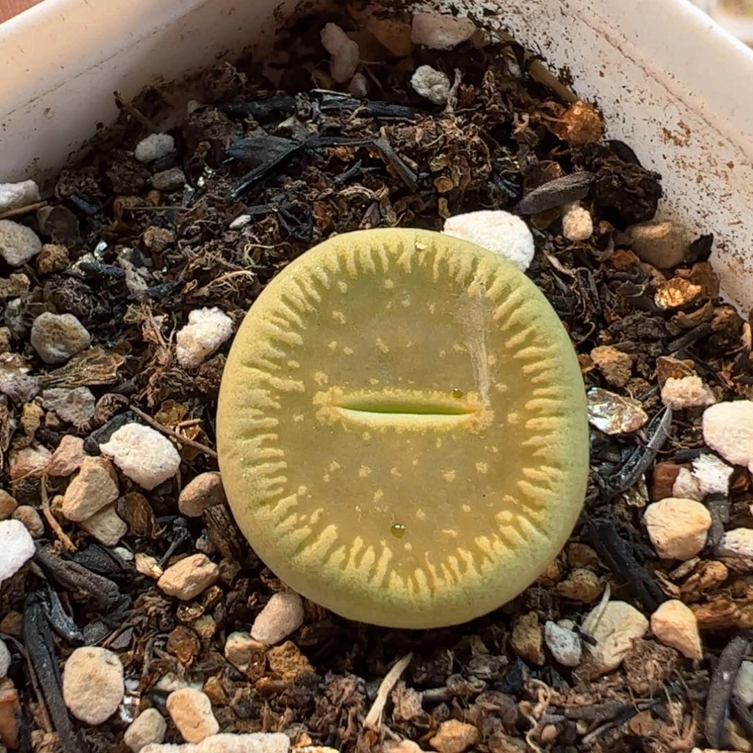 825多肉植物组合
