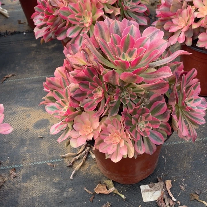 287香妃法师断枝不售后