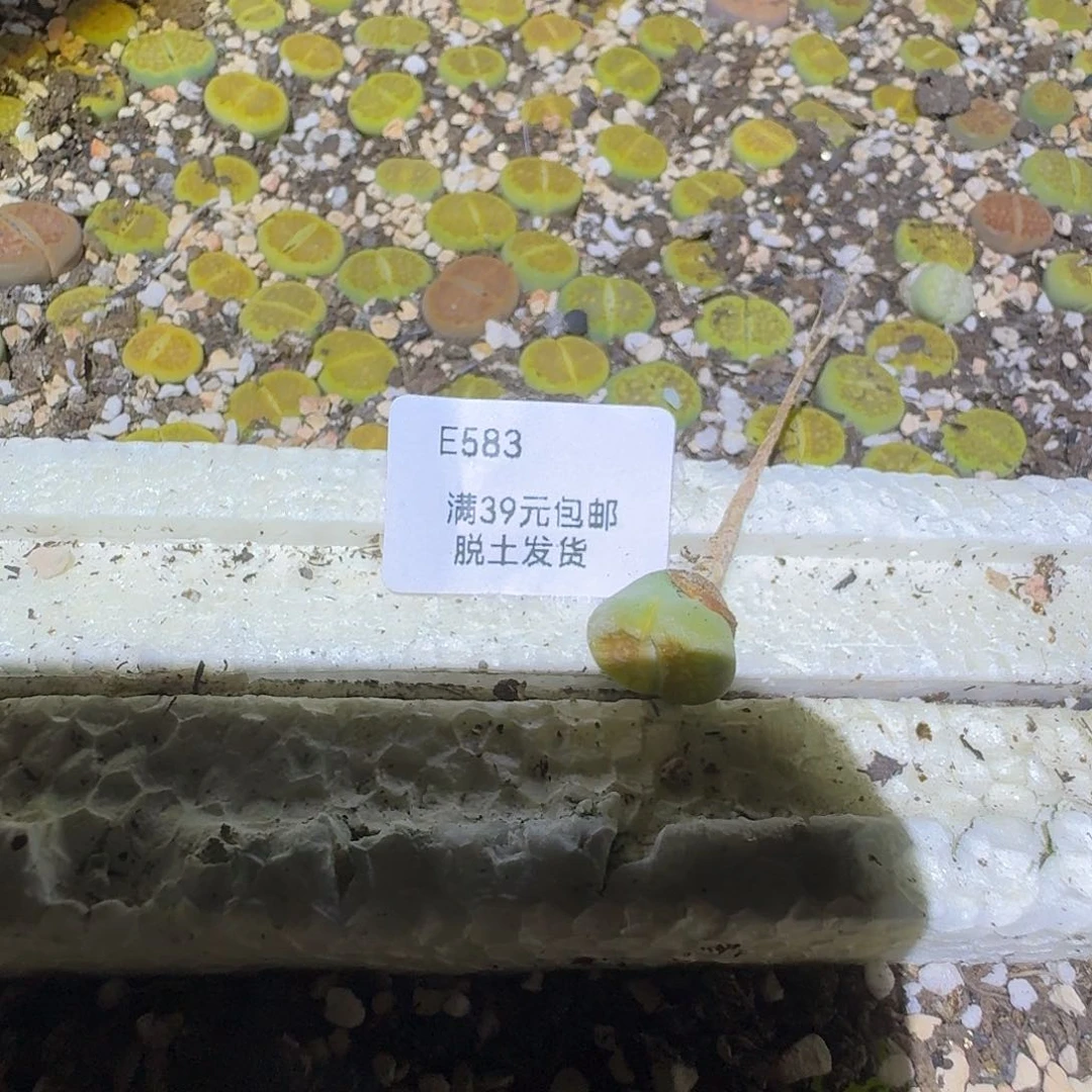 用****5583哈哈哈哈哈哈