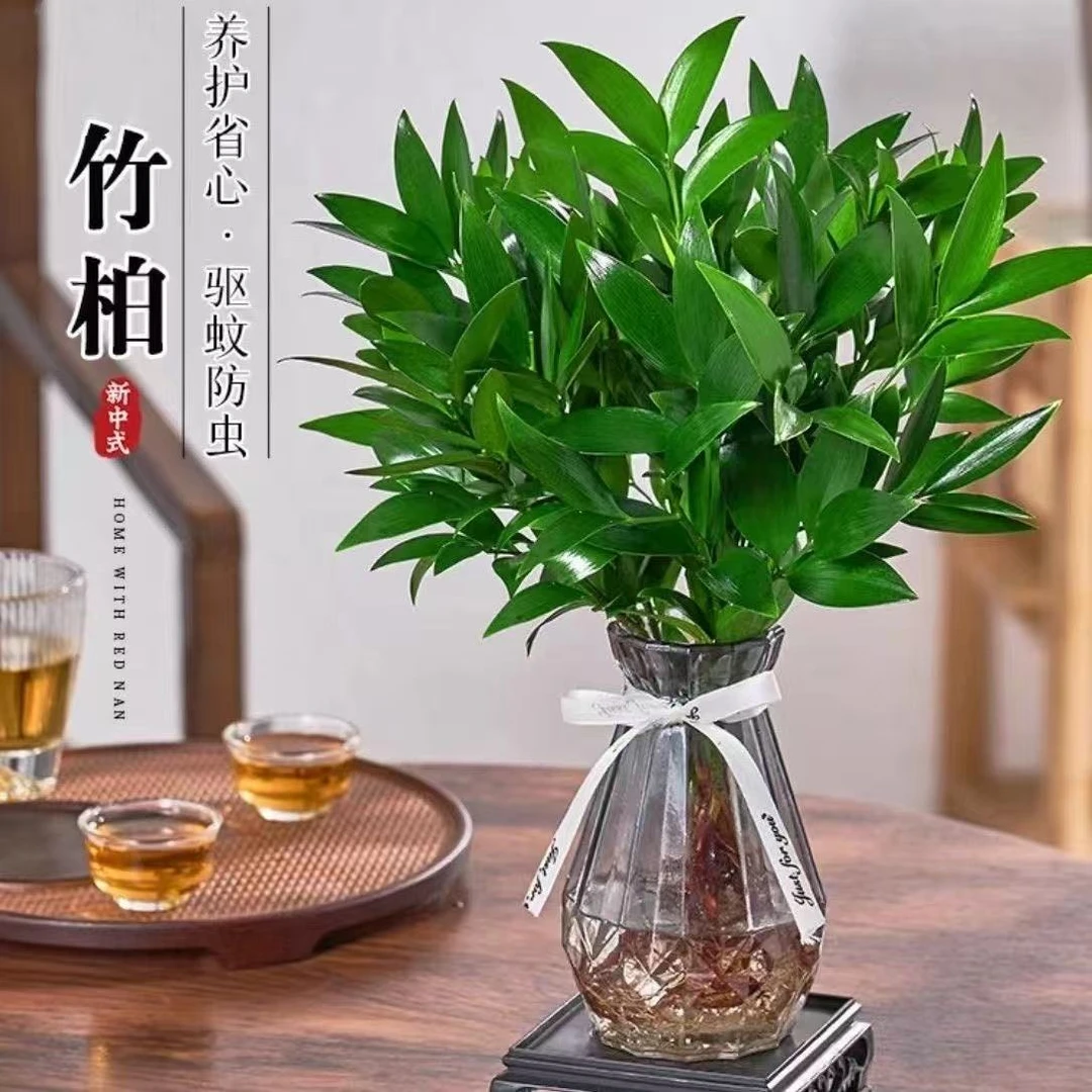 竹柏水培绿植盆栽室内驱蚊植物四季常青客厅桌面好养花卉