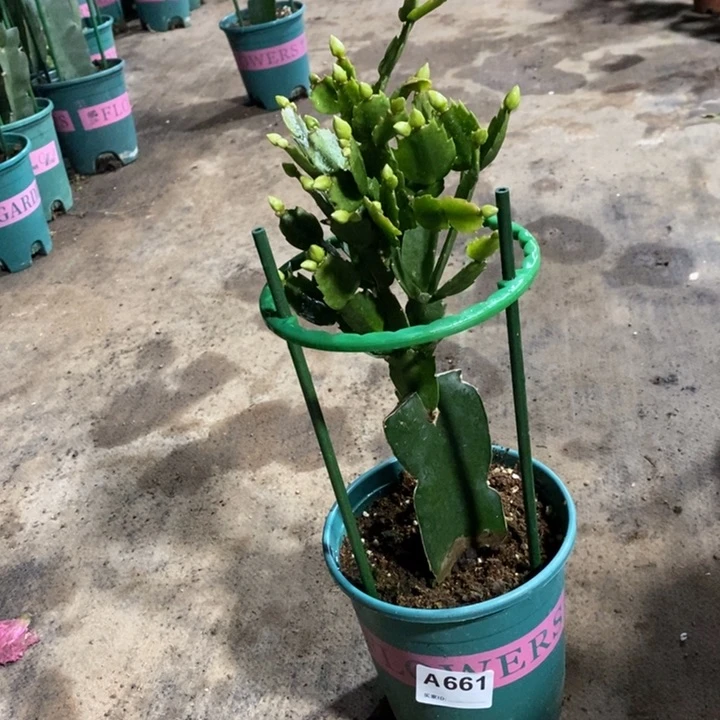 当前无花栽培后可以开花661白重