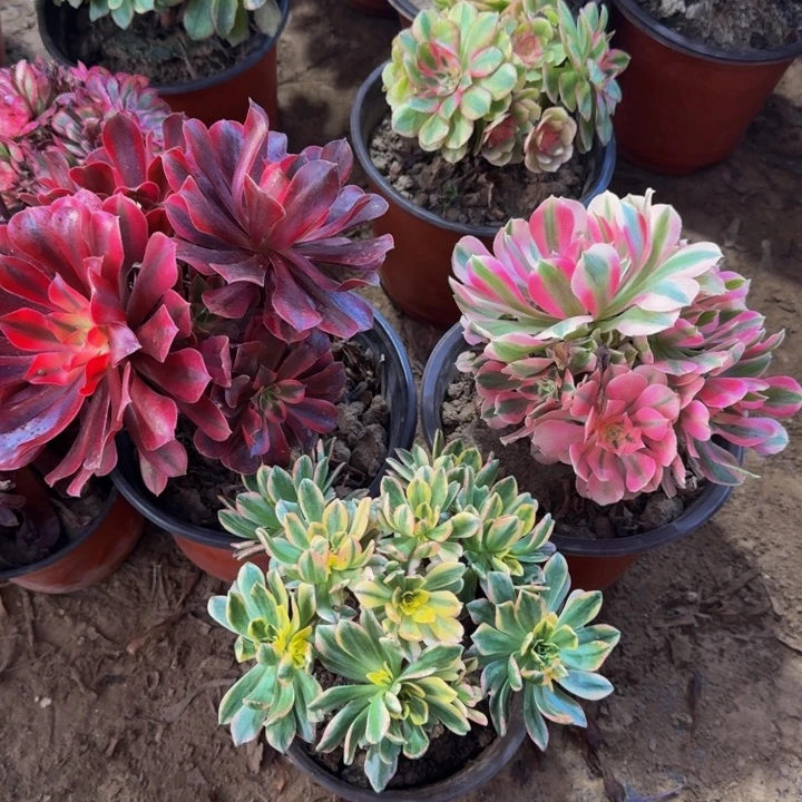 福利款美杜莎➕粉女巫➕甜茶15.8