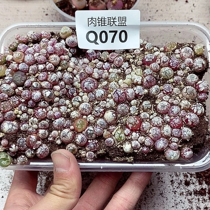 缥**梦70呃呃呃呃呃呃呃呃呃呃呃