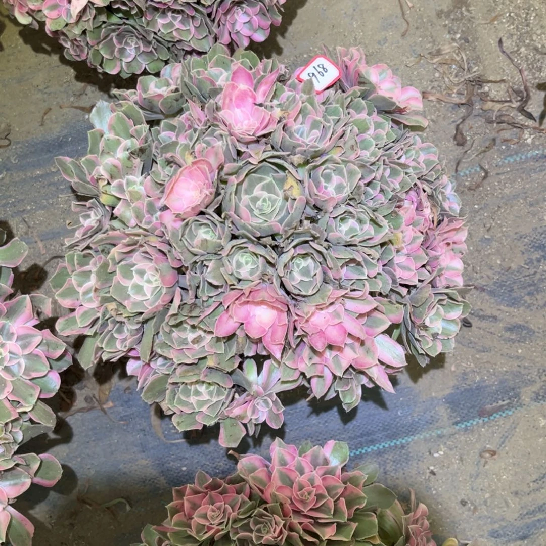 968多肉植物男神法师