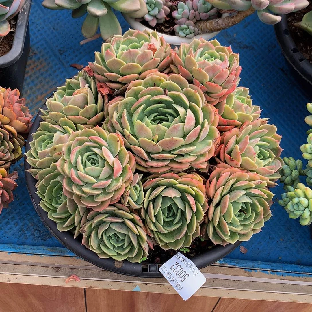 红   昂斯诺50032