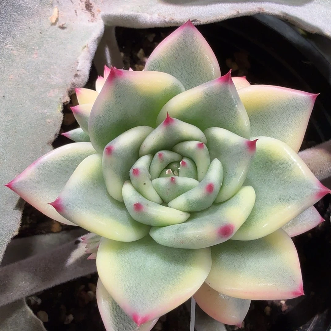 那***光冰颜锦，多肉植物。