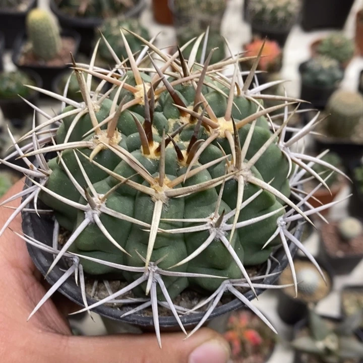 实生碧岩玉特价福利