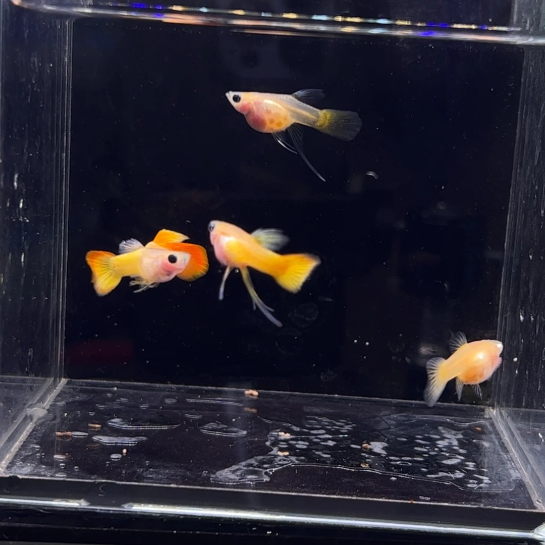 海水鱼落日球c11111111111