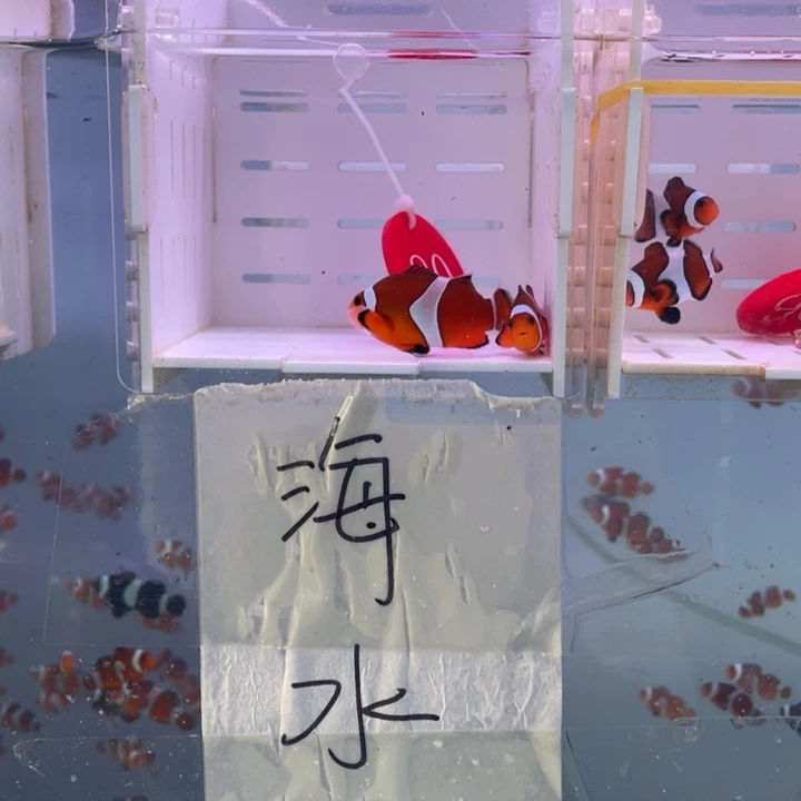 海水鱼精品黑边一对4-5