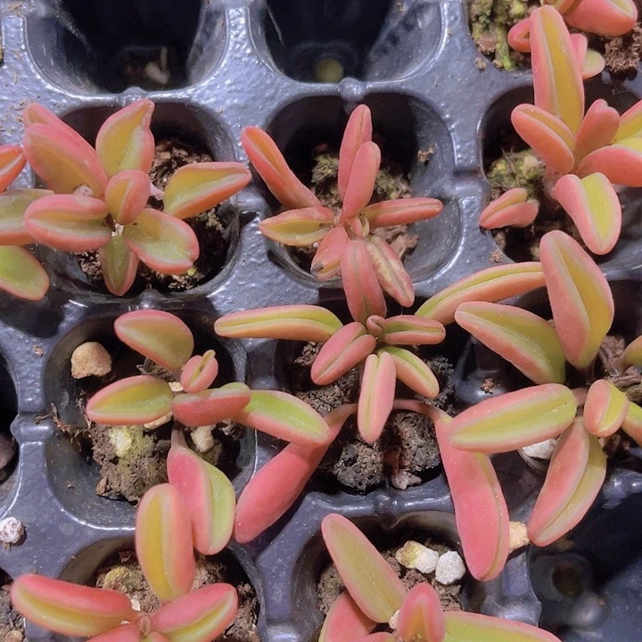 精品红背胶草多肉植物