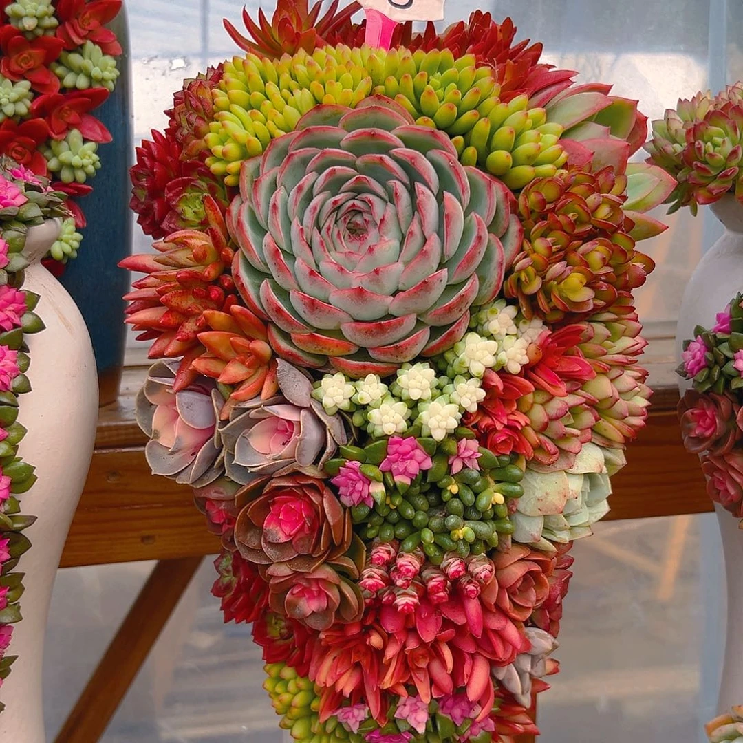 118福满堂多肉组合花园
