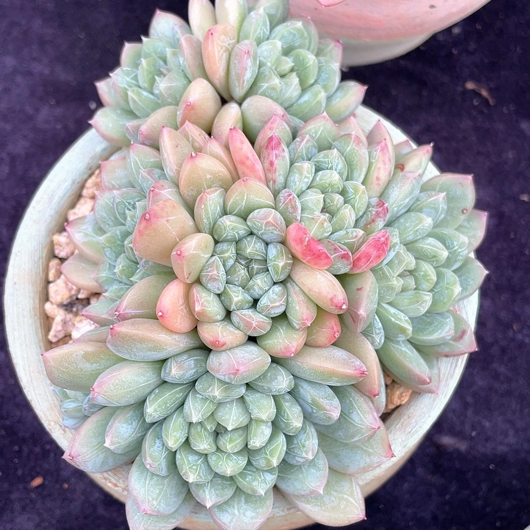 多肉植物一物一拍