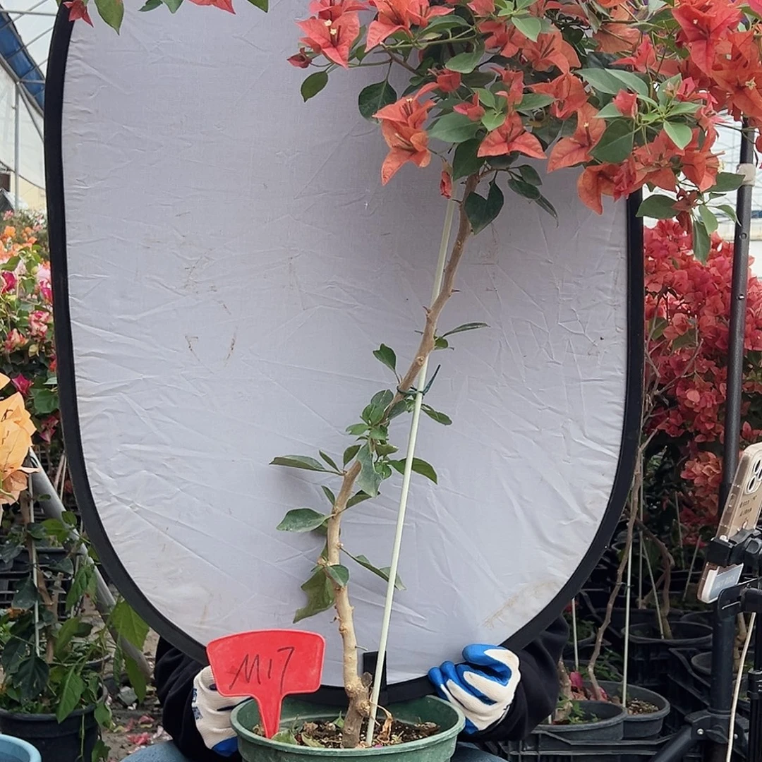 圈***圈大部分花苞少量开放M17佩德罗