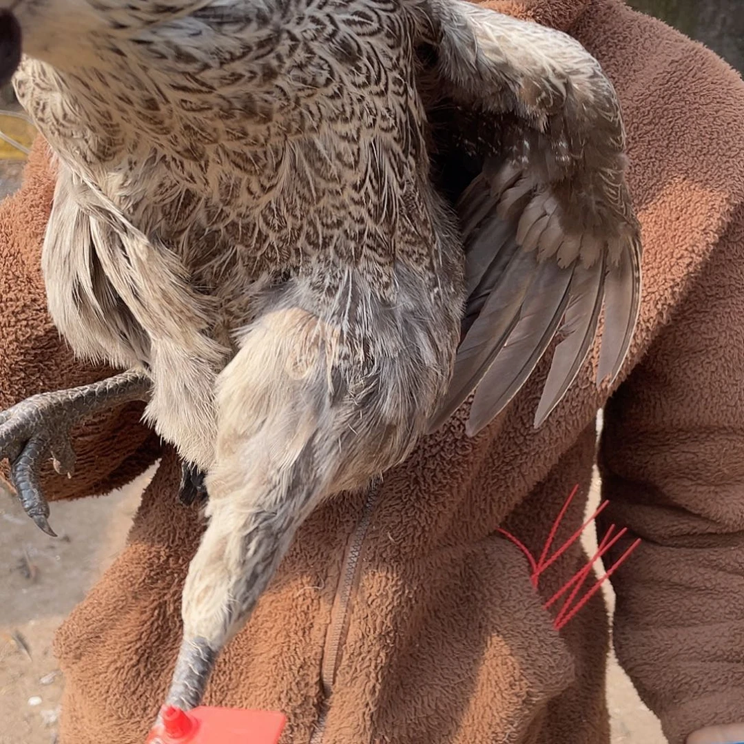 365天包装201号活鸡发货