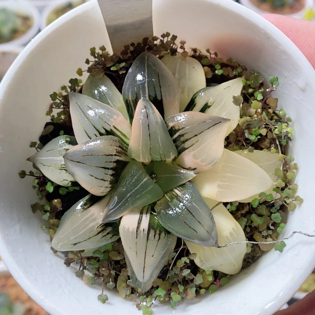 红纹寿锦白锦玉露多肉