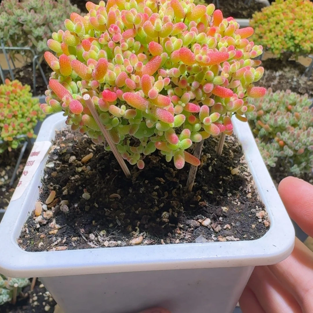 蜜桔糖球枝干番杏533