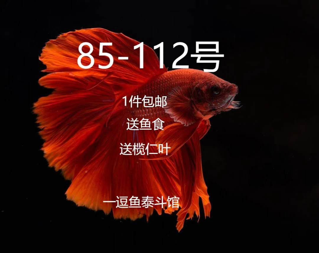 泰国热带五彩观赏鱼直播选号85-112号 活体发货