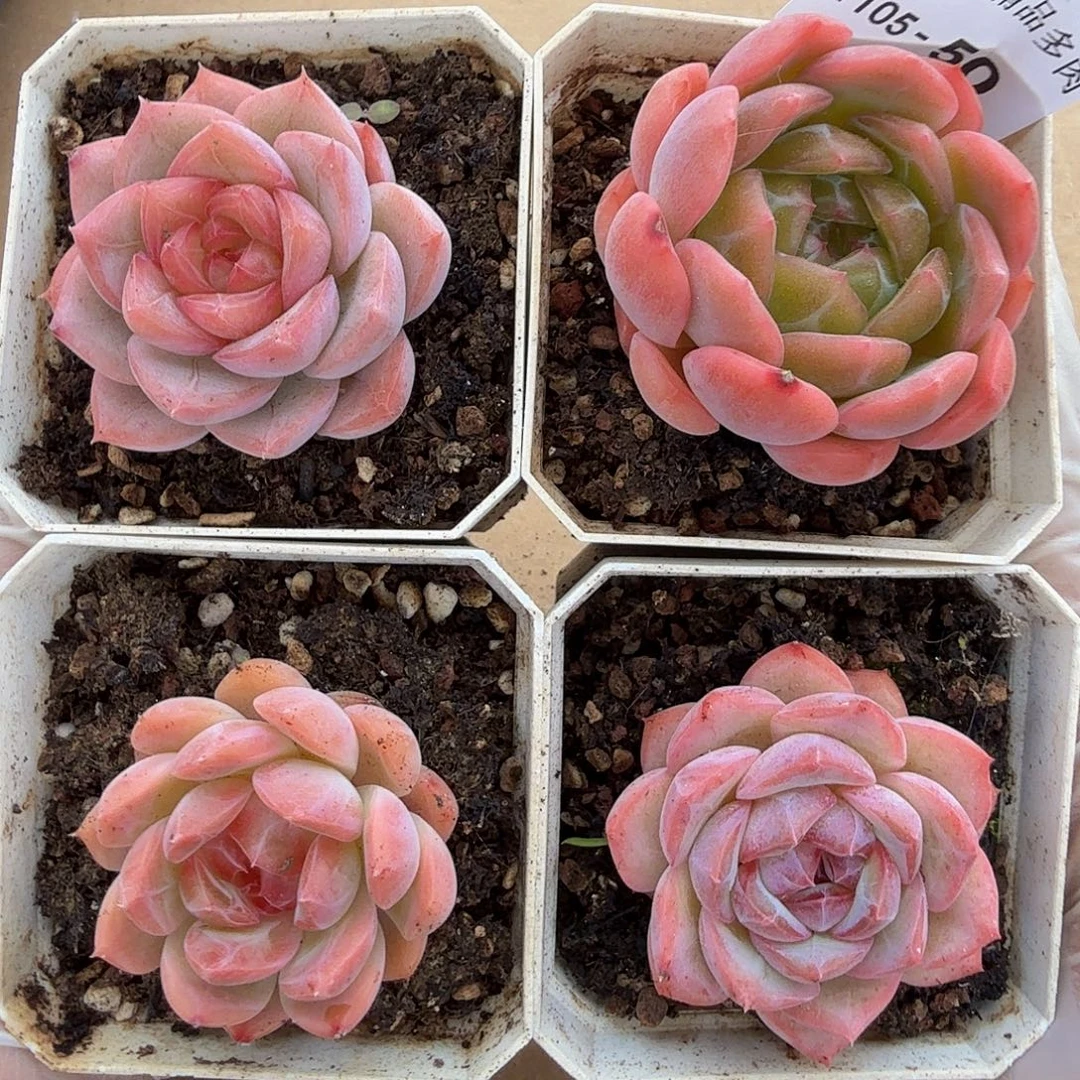 1101-50四颗多肉珍妮