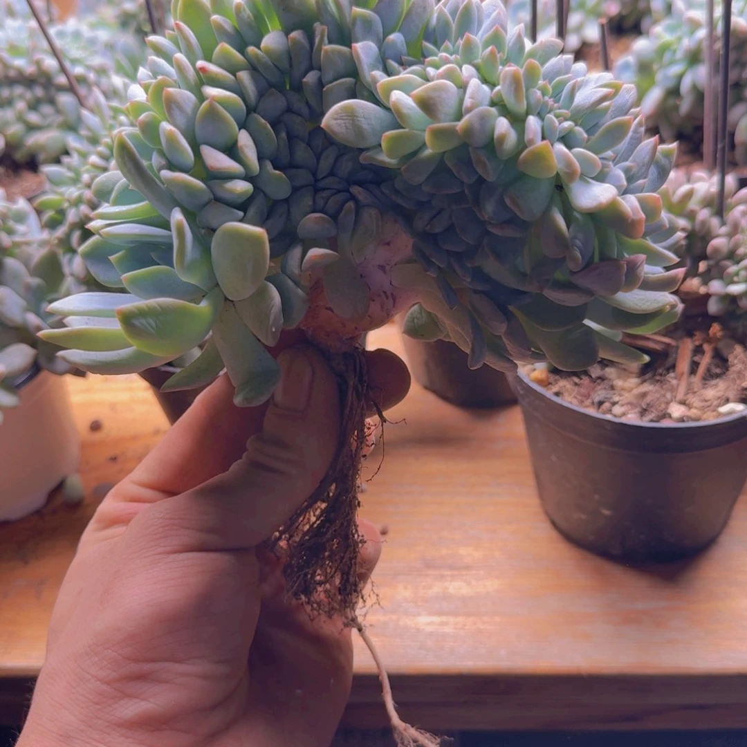 星影树缀无砍多肉