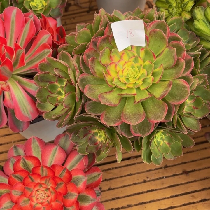 云南海王好看18号