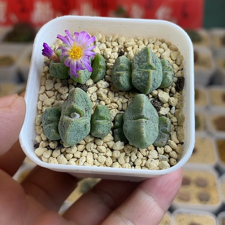 佳人园艺多肉生石花紫式部545