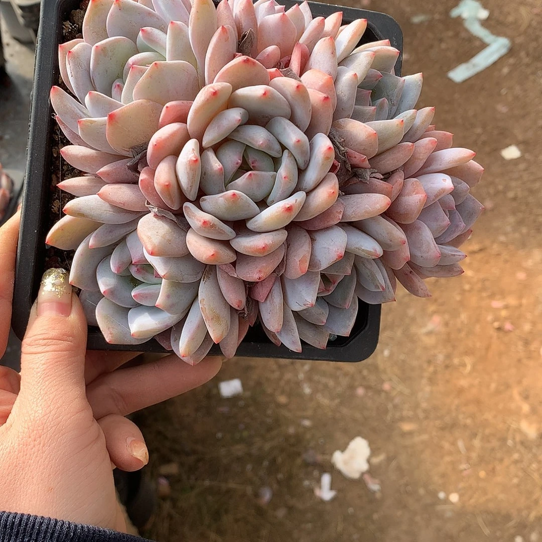 石榴籽冰玉哈哈哈哈哈哈哈哈